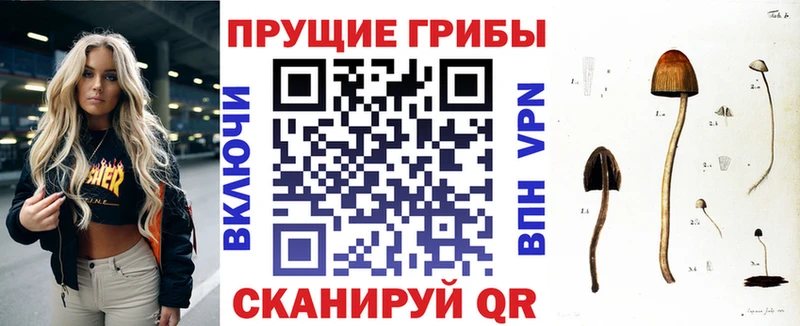 кракен онион  Кулебаки  Галлюциногенные грибы мицелий 